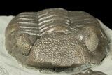 Two Eldredgeops Trilobite Fossils - Silica Shale, Ohio #188875-4